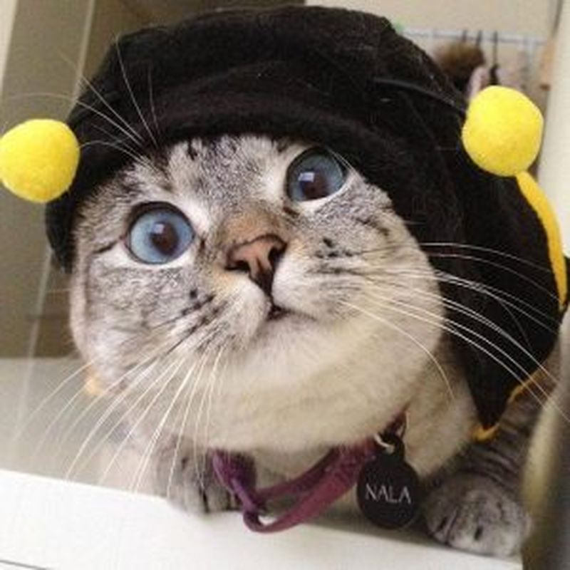 Animale celebre pe Instagram