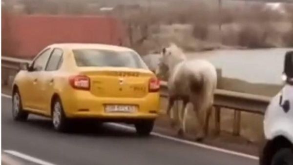 Inventivitate fără limite! Doi tineri au furat un cal cu taxiul 