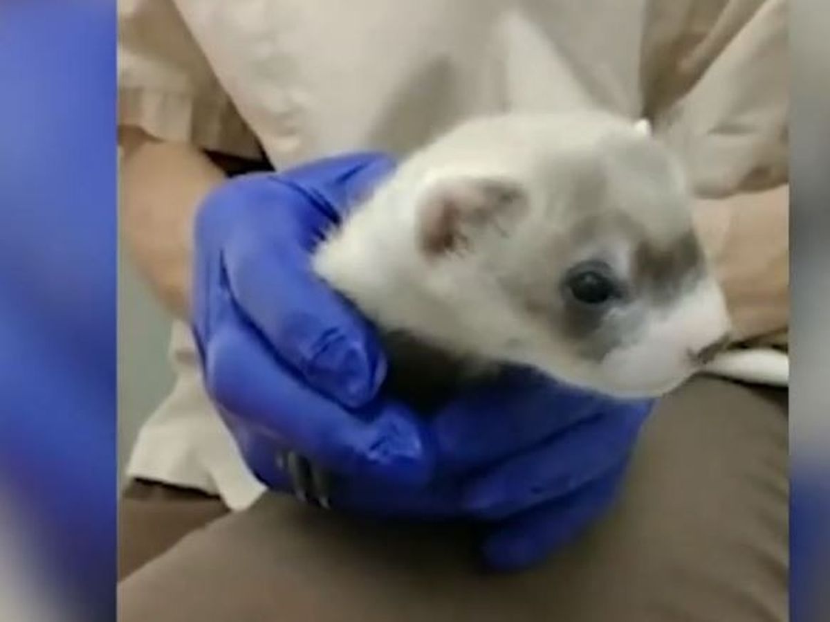 Primul animal din lume pe cale de dispariție care a fost clonat