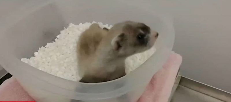 Primul animal din lume pe cale de dispariție care a fost clonat