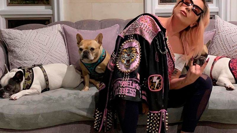 Lady Gaga oferă recompensă colosală pentru c&acirc;inii care i-au fost răpiți