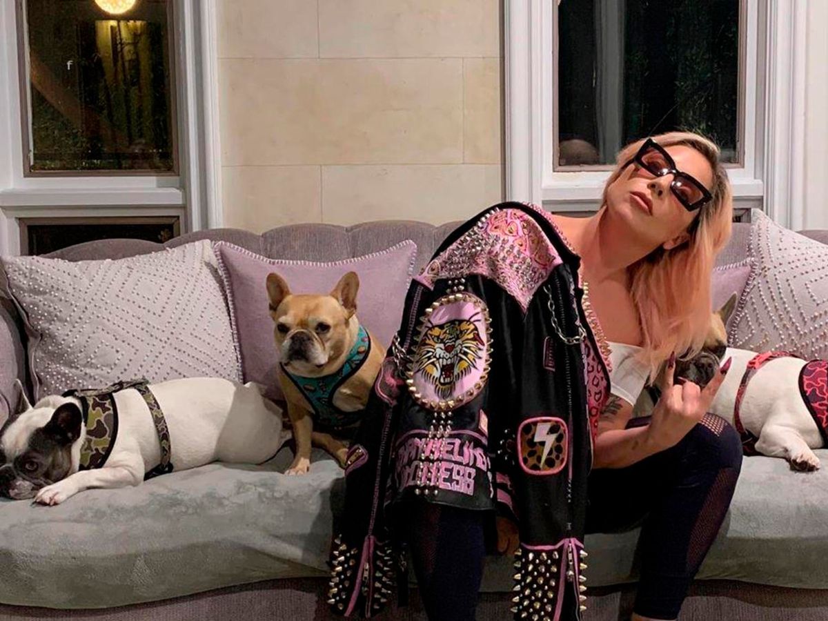 Lady Gaga oferă recompensă colosală pentru câinii care i-au fost răpiți