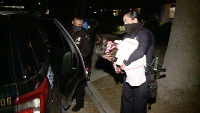 Lady Gaga oferă recompensă colosală pentru câinii care i-au fost răpiți