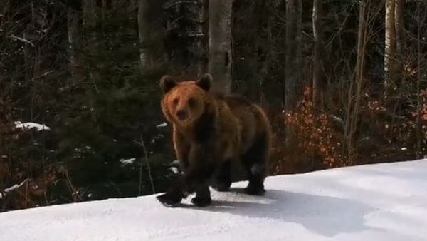 Un instructor de schi a fost fugărit de urs minute &icirc;n șir, pe p&acirc;rtia Cocoșul din Predeal