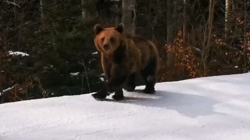 Un instructor de schi a fost fugărit de urs minute &icirc;n șir, pe p&acirc;rtia Cocoșul din Predeal
