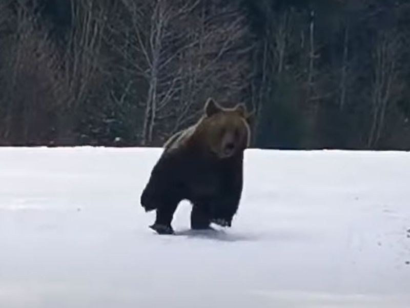 Urs pe pârtia din Predeal