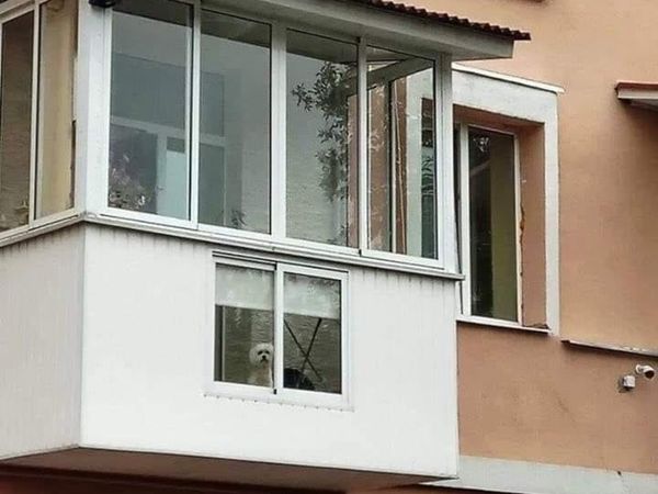 Imagine virală cu un cățel care are propriul geam la balcon: &bdquo;&Icirc;și vede stăp&acirc;nul c&acirc;nd ajunge acasă&rdquo;