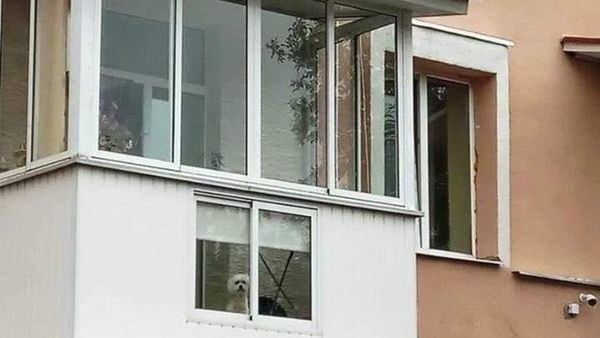 Imagine virală cu un cățel care are propriul geam la balcon: „Își vede stăpânul când ajunge acasă”