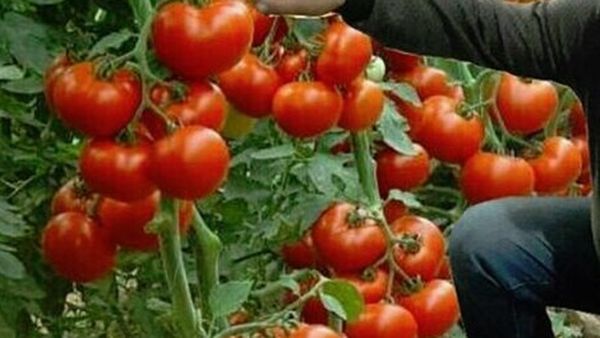 Motivul pentru care bulgarii au fost sfătuiți să mănânce roșii după vaccinare