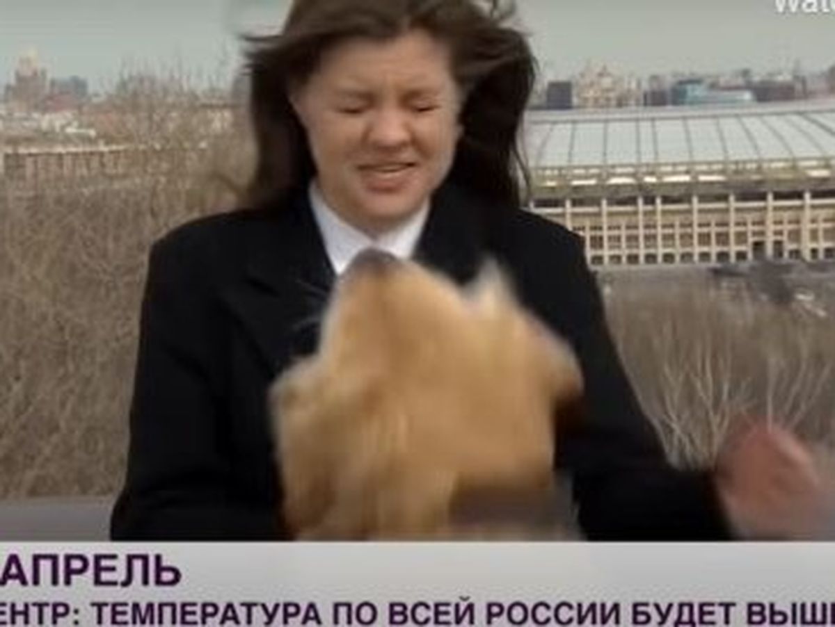  Un câine năzdrăvan a furat microfonul reporteriței chiar în timpul unei transmisiuni live