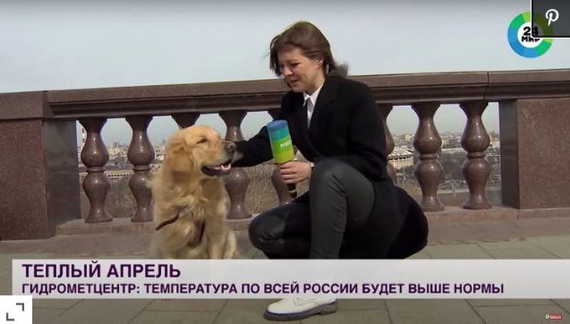  Un câine năzdrăvan a furat microfonul reporteriței chiar în timpul unei transmisiuni live