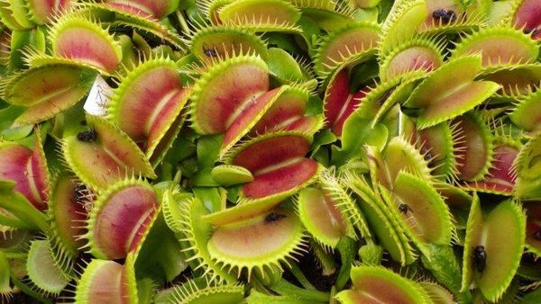 13 curiozități despre plantele carnivore