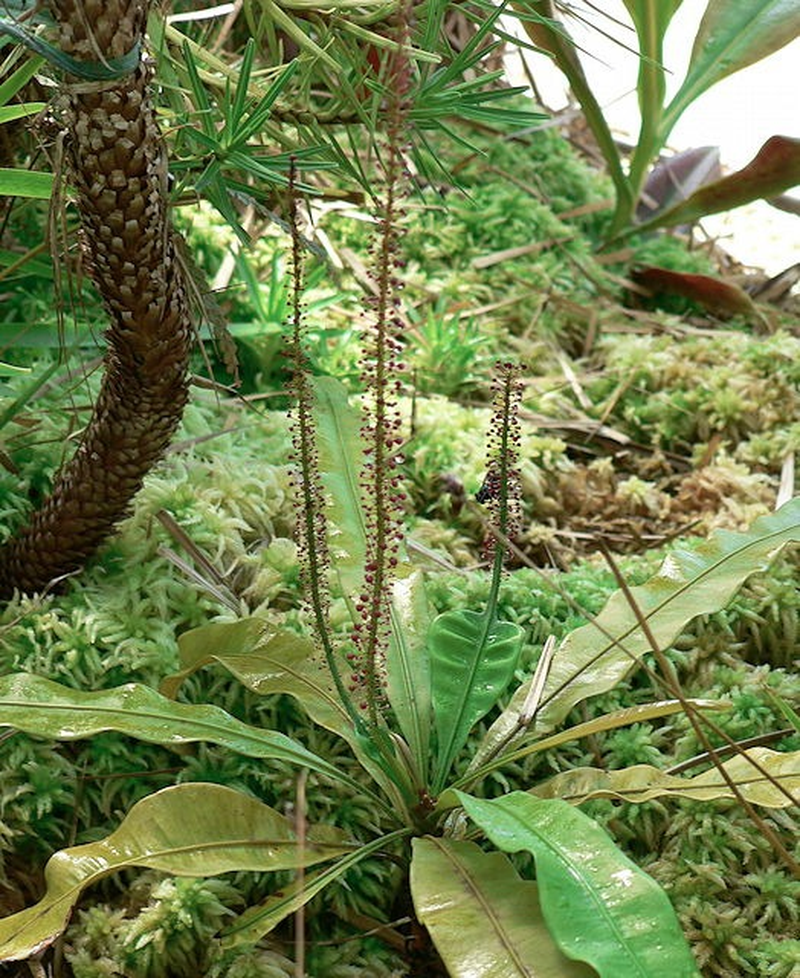 13 curiozități despre plantele carnivore