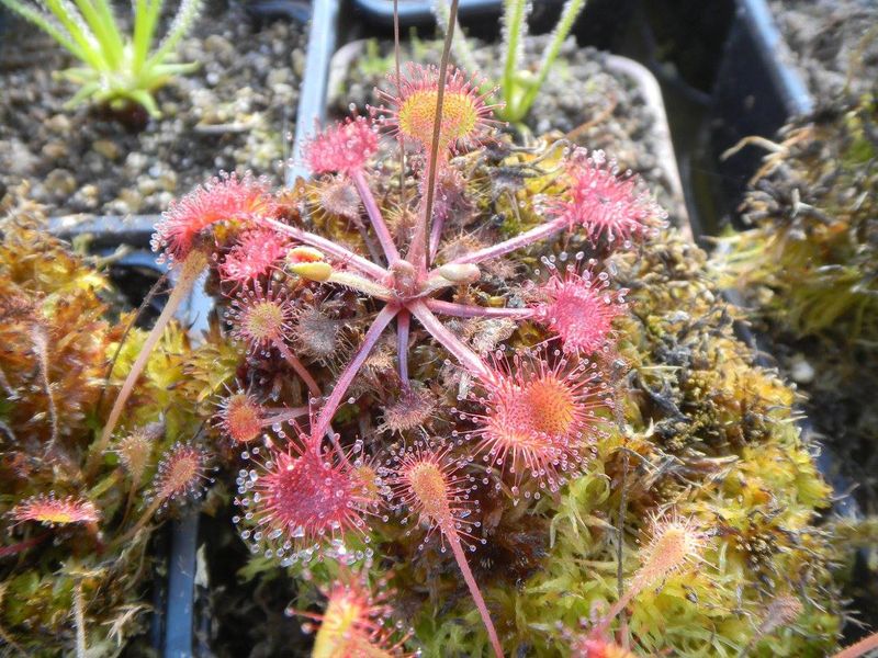 13 curiozități despre plantele carnivore