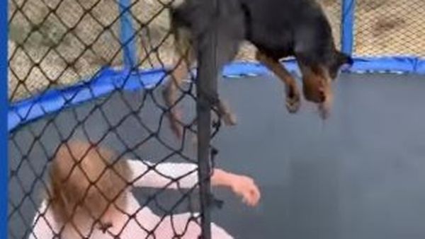 Te topeşti! Momentul în care o fetiţă şi câinele ei sar pe trambulină