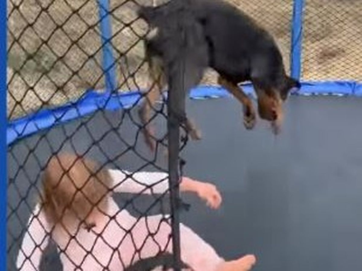 Te topeşti! Momentul în care o fetiţă şi câinele ei sar pe trambulină