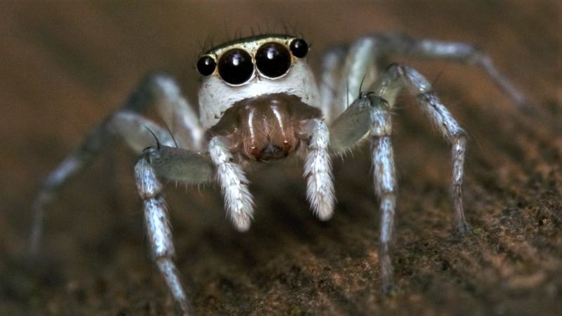 10 lucruri incredibile despre păianjeni. Trebuie neapărat să le știi