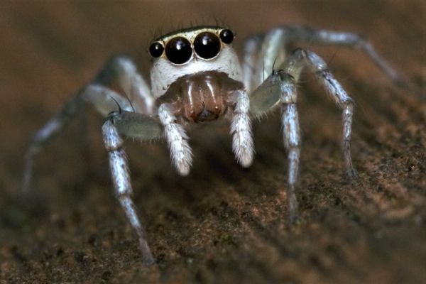 10 lucruri incredibile despre păianjeni. Trebuie neapărat să le știi