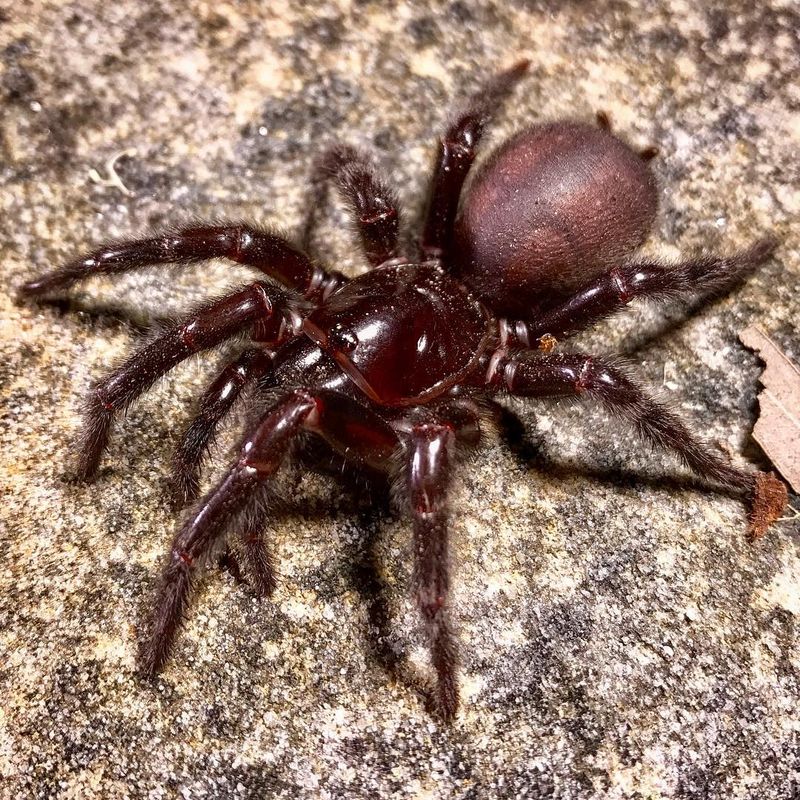 10 lucruri incredibile despre păianjeni. Trebuie neapărat să le știi