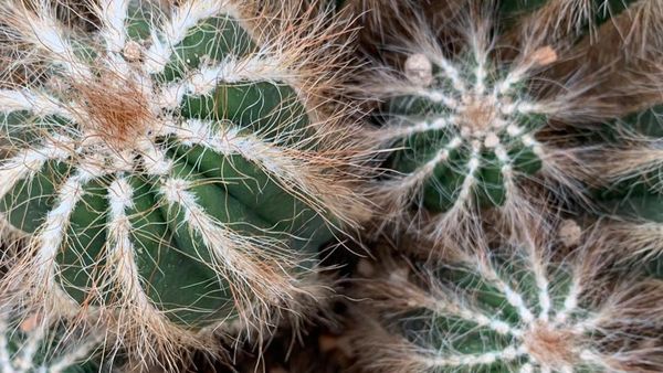 Cum să &icirc;ngrijești cactusul sau crăciunița. Sfaturi de la profesioniști