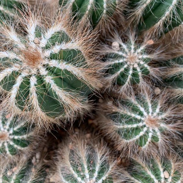 Cum să &icirc;ngrijești cactusul sau crăciunița. Sfaturi de la profesioniști
