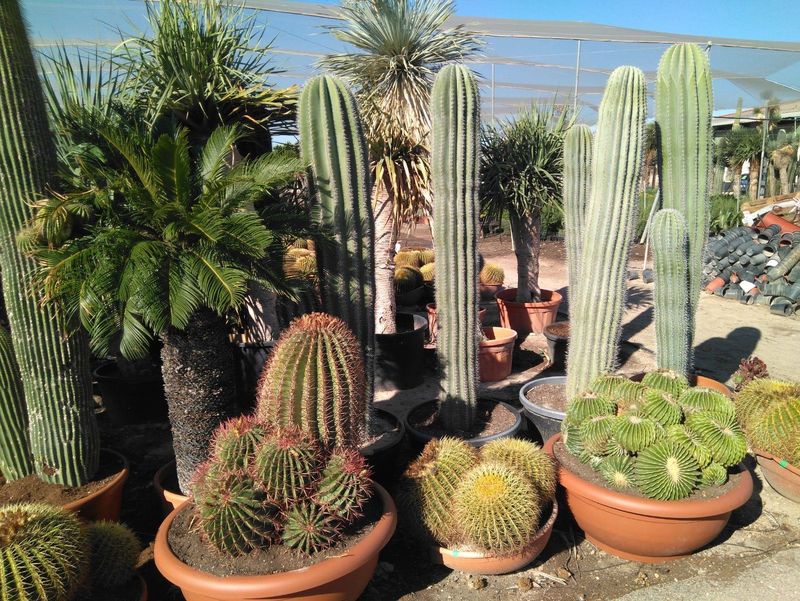 Cum să îngrijești cactusul sau crăciunița. Sfaturi de la profesioniști