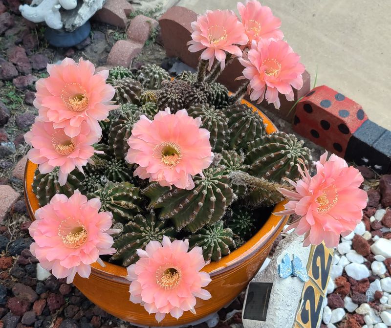 Cum să îngrijești cactusul sau crăciunița. Sfaturi de la profesioniști