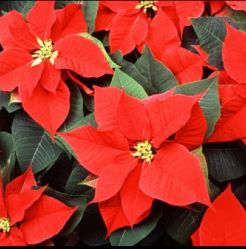 Cum să îngrijești cactusul sau crăciunița. Sfaturi de la profesioniști