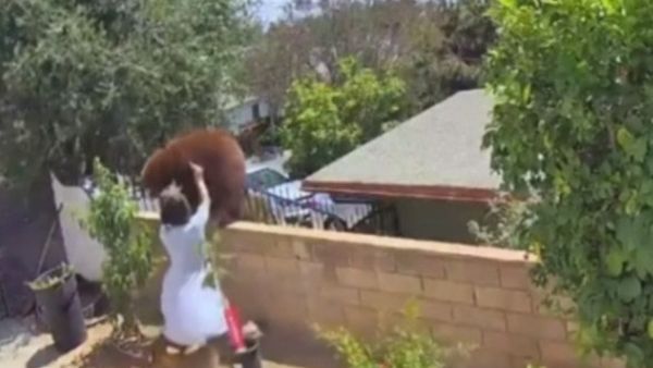 Imagini virale! O adolescentă de 17 ani, filmată în timp ce își salvează câinii din ghearele unei ursoaice, chiar în curtea casei