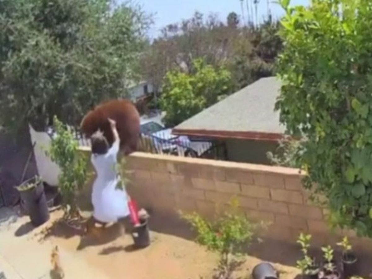 Imagini virale! O adolescentă de 17 ani, filmată în timp ce își salvează câinii din ghearele unei ursoaice, chiar în curtea casei