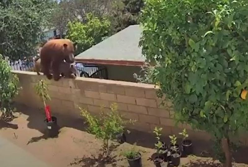 Imagini virale! O adolescentă de 17 ani, filmată în timp ce își salvează câinii din ghearele unei ursoaice, chiar în curtea casei