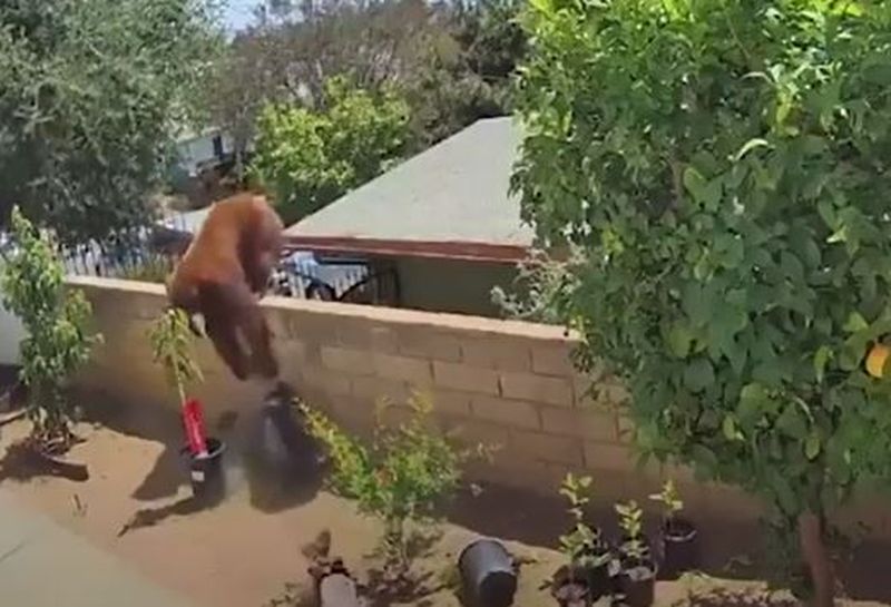 Imagini virale! O adolescentă de 17 ani, filmată în timp ce își salvează câinii din ghearele unei ursoaice, chiar în curtea casei