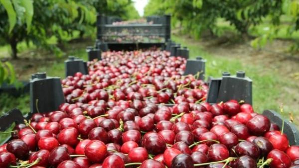 Audio. UZINA DE DUME |Pagubă de 5.000 de euro după ce niște hoţi din Germania au furat 900 de kilograme de cireşe