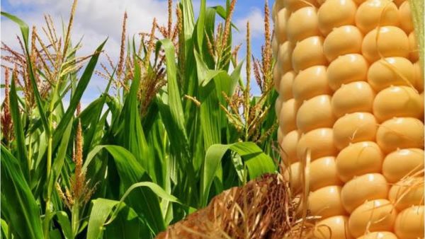 11 Iunie, ziua internațională a porumbului fiert sau copt