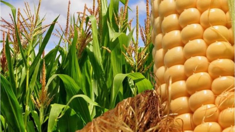 11 Iunie, ziua internațională a porumbului fiert sau copt