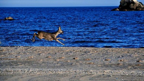 AUDIO UZINA DE DUME. Doi nudiști fugăriți de un cerb pe plajă s-au rătăcit și tot ei au fost amendați. Au sunat la poliție pentru a fi salvați, dar au uitat de carantină