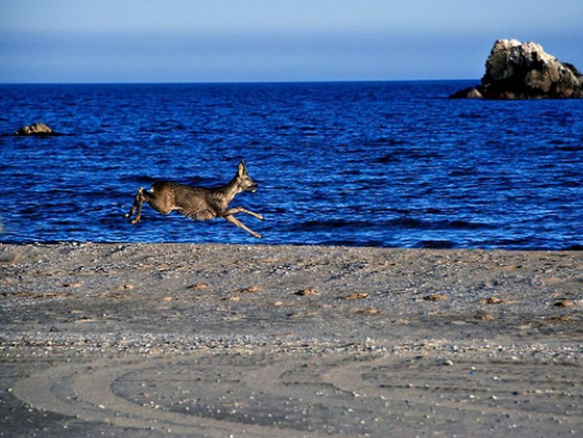 Doi nudiști fugăriți de un cerb prin pădure. Pentru că se aflau în carantină, au fost amendați pentru încălcarea legii