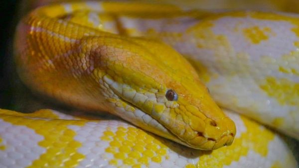 AUDIO Uzina de Dume! Un bărbat, mușcat de șarpele vecinului în timp ce se afla pe vasul de toaletă