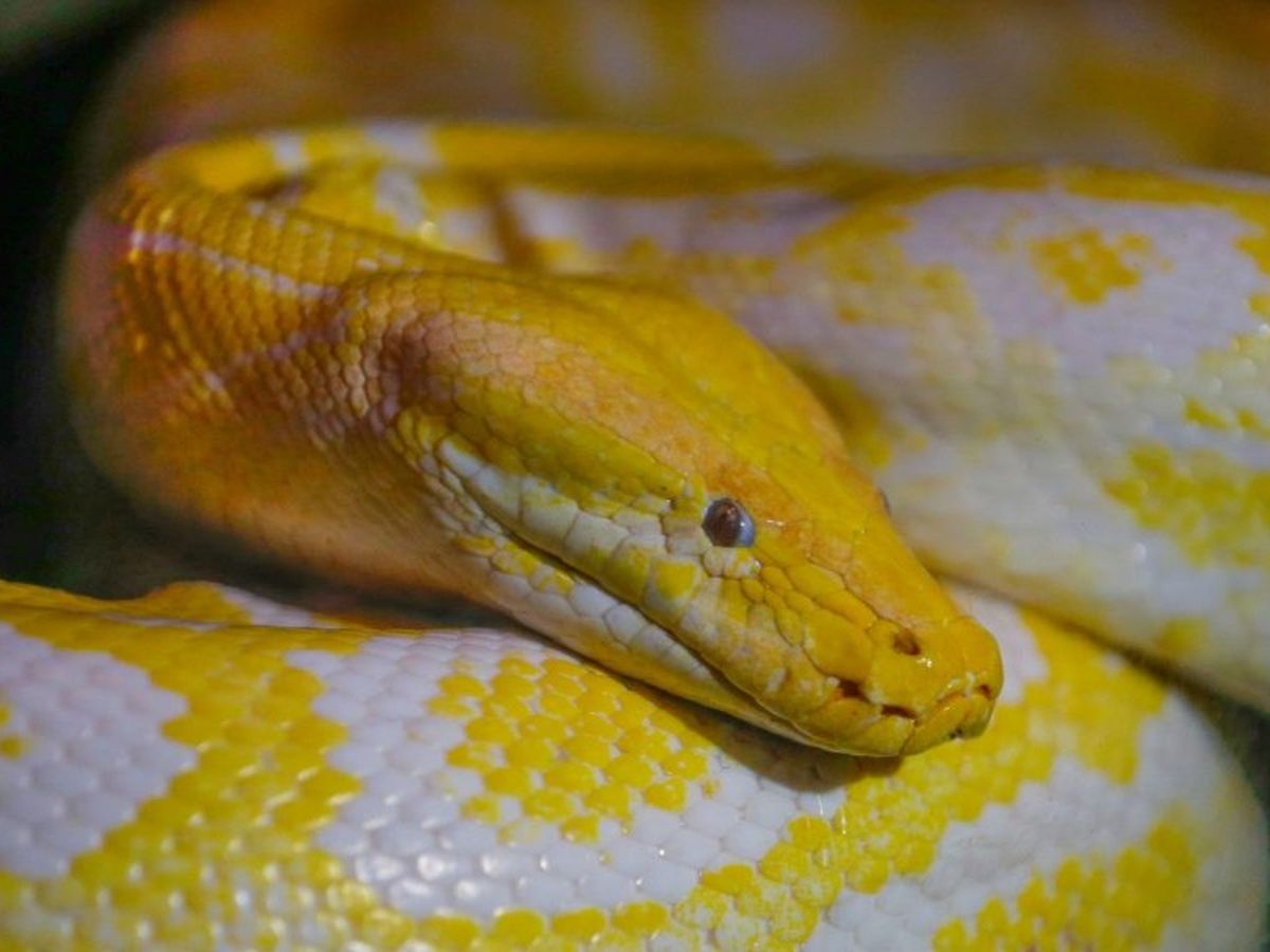 Un bărbat, mușcat de șarpele vecinului în timp ce se afla pe vasul de toaletă