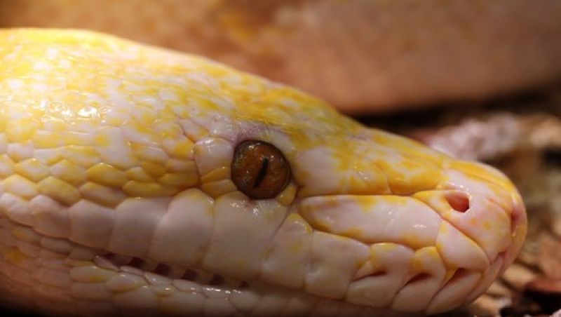 Un bărbat, mușcat de șarpele vecinului în timp ce se afla pe vasul de toaletă