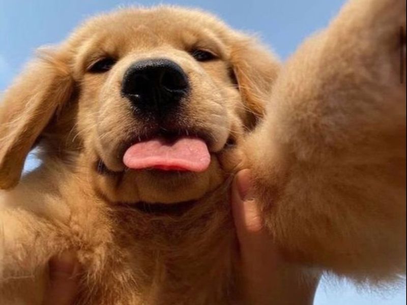 26 august - Ziua Internațională a Câinilor