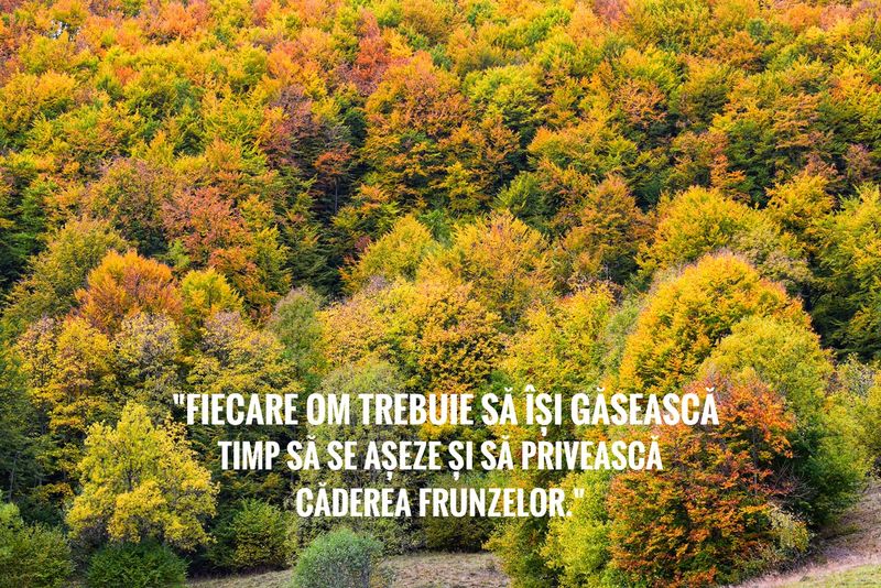 Citate frumoase în imagini despre toamnă. FOTO