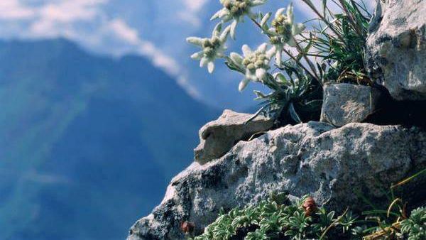 Ce plante sunt ocrotite de lege în România