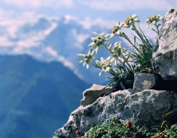 Ce plante sunt ocrotite de lege &icirc;n Rom&acirc;nia