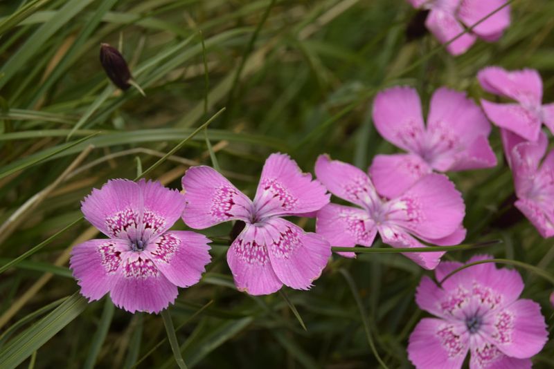 Ce plante sunt ocrotite de lege în România