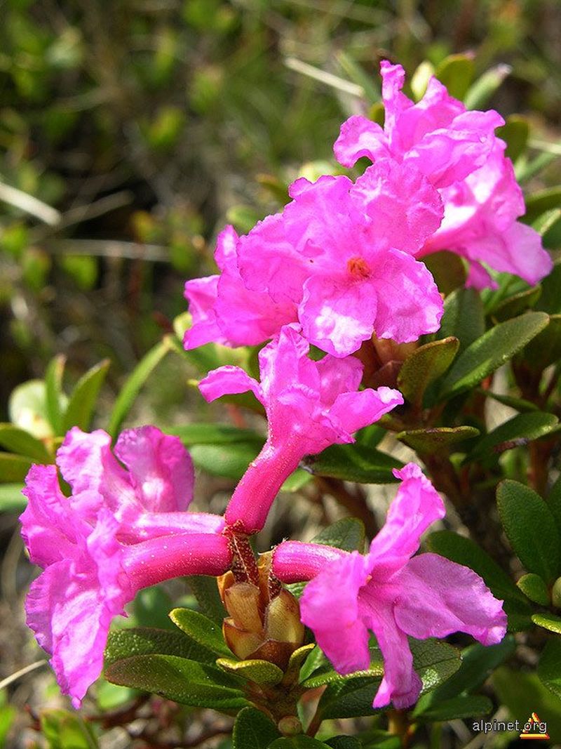 Ce plante sunt ocrotite de lege în România