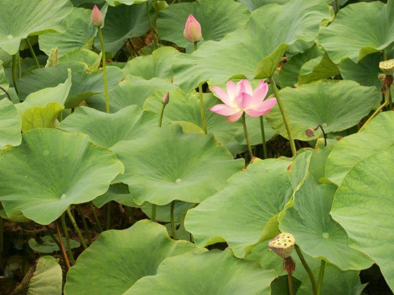 Ce plante sunt ocrotite de lege în România