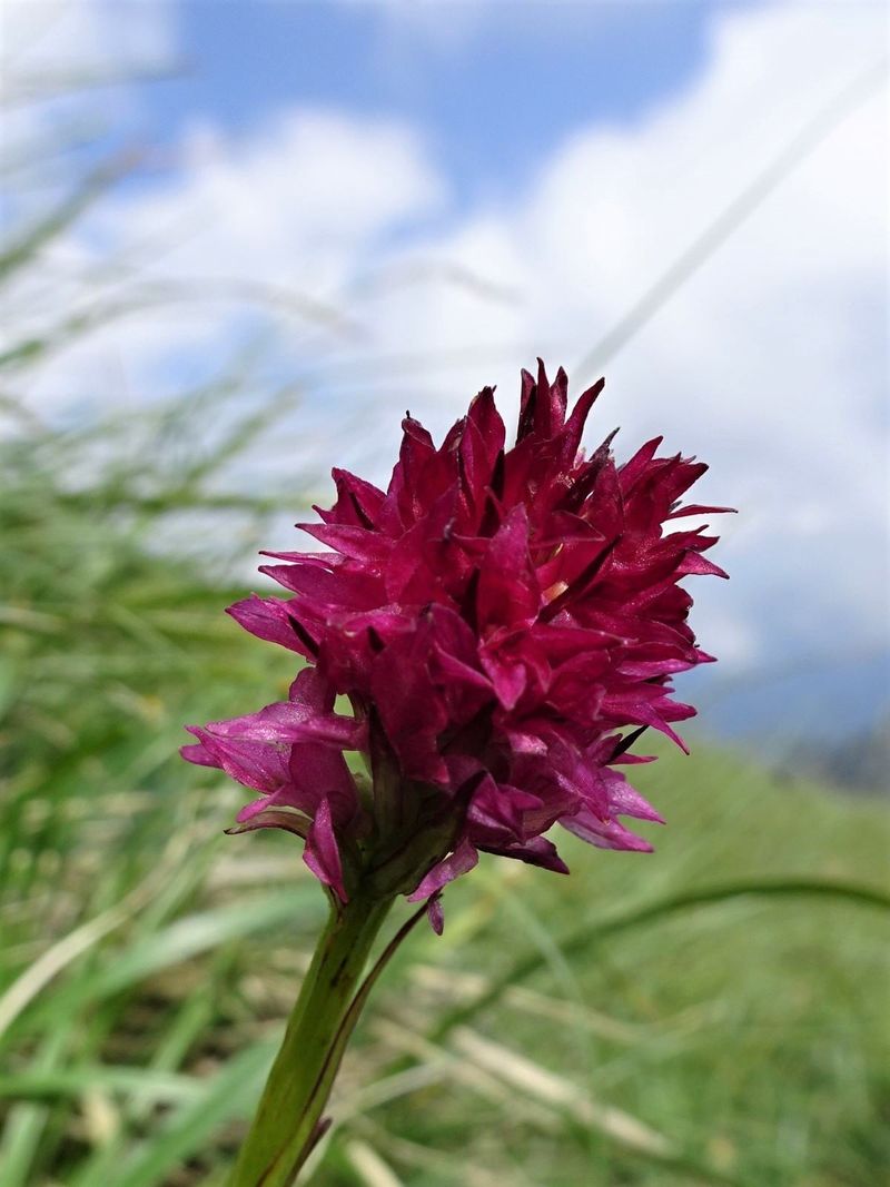 Ce plante sunt ocrotite de lege în România