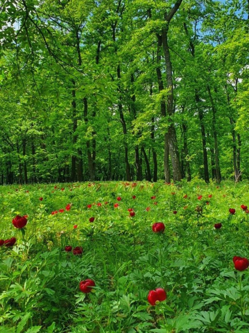 Ce plante sunt ocrotite de lege în România