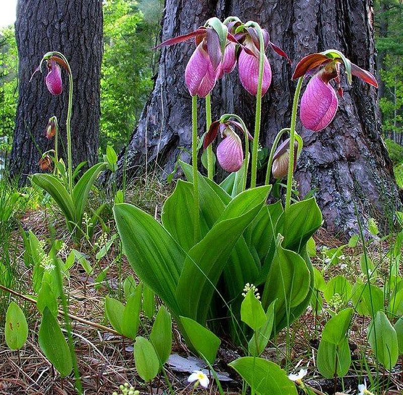 Ce plante sunt ocrotite de lege în România